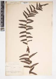 Image result for Ampelopteris