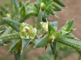 Image result for Salsola kali
