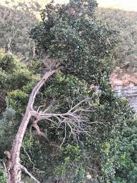 Image result for Pterocelastrus