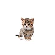 However, this depends on how active your cat is, and use our cat years calculator to convert their age. Cat Years To Human Years Calculator Yoosfuhl Com