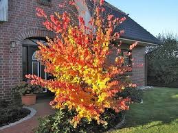 Lebkuchenbaum Cercidiphyllum Japonicum Gunstig Online Kaufen Straucher Garten Baume Garten Pflanzen