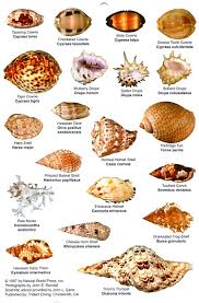 Shell Identification Chart Seaside Seaworld