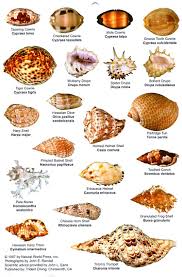 shell identification chart seaside seaworld