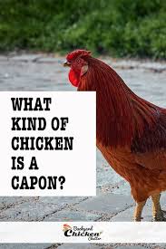 What Kind Of Chicken Is A Capon In 2020 Chickens Backyard Chicken Owner Chicken