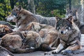 European Wolf Wolf Dog Animals Animals Beautiful