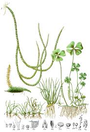 Image result for Lycopodiaceae