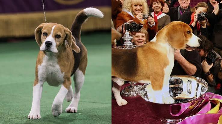 All in the family for Best in Show winners Miss P and Uno - Los Angeles  Times