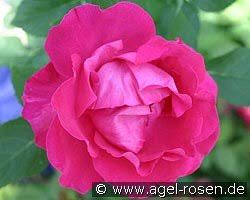 La rose jacqueminot by coty: Buy Hybrid Perpetuals Agel Rosen