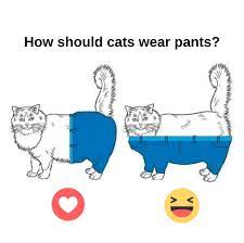 What kind of clothes can a cat wear? If Cats Wore Pants Which Way Should Paws Humane Society Facebook