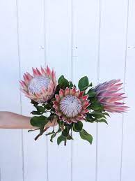 King Protea Is The Largest Member Of The Protea Family Also Known As King Sugar Bush Giant Protea Or Honeypot They Are In Flower Power Flowers Floral Wreath