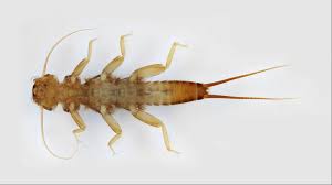 Image result for Perlidae