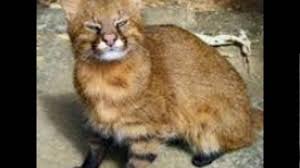 Colocolo (from mapudungun colocolo, mountain cat) was a mapuche leader (cacique lonco) in the early period of the arauco war. Leopardus Colocolo Youtube