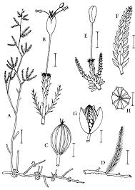 Image result for Podostemaceae