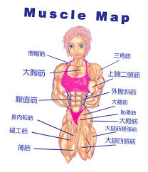 The arm muscles comprise five muscles, which mainly act to flex and extend the forearm. 50 Submit Wallpaper Muscle Groups On Wallpapersafari