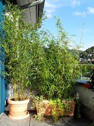 Leider können nicht alle bambuspflanzen im kübel gehalten werden. Bambus Als Sichtschutz Fur Terrasse Und Balkon Bambuswald