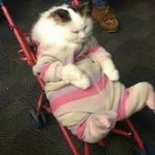 Stream Summer Rose music