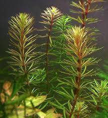 Image result for Rotala fontinalis