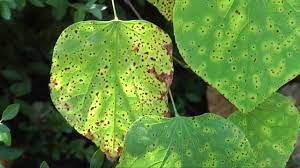 Leaf Spot On Redbud Youtube