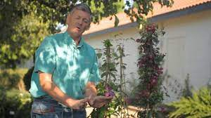 Check spelling or type a new query. How To Replant Clematis Garden Savvy Youtube