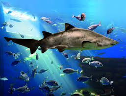 Gran Azul Tanque De Tiburones Mas Profundo De Europa Palma Aquarium Shark Fishing Fish Pet Shark