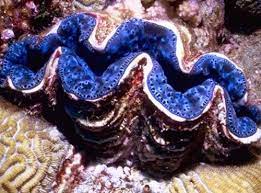 Great Barrier Reef Giant Clams Sea Clams Giant Clam Clams