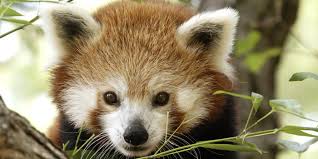 Image result for There's only 45 Red Wolves Left in the Wild.. SHARE THIS VIDEO, THIS MIGHT BE THE LAST ONE YOU SEE