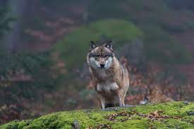Chernobyl mutations animals and humans | chernobyl disaster. Chernobyl Wolves Could Be Spreading Mutations Into Europe