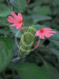 Image result for Crossandra nilotica