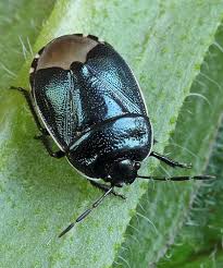 Image result for Canthium bugoyense