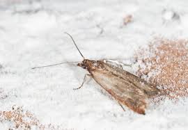 While there are different types of moths, all of them are unwelcome guests in your home. How To Get Rid Of Pantry Moths Homeowner S Guide Bob Vila