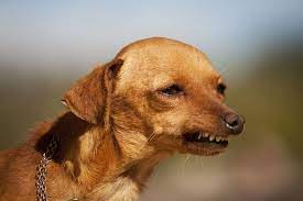 Understanding Your Dog S Body Language Pets4homes