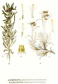 Image result for Gnaphalium austroafricanum