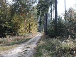 Trasa piesza Las Mokrzański. - Traseo.pl