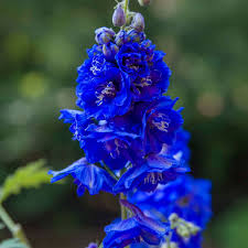 We did not find results for: Blue Flowers My Chicago Botanic Garden