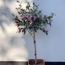 Camellia Sasanqua Half Standard 50cm Stem Autumn Flowering Camellia Fall Flowers Potted Trees Flowers