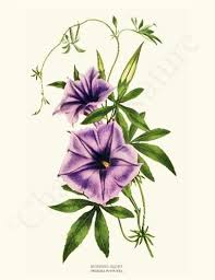 Morning Glory Purple Flower Tattoos Flower Art Watercolor Tattoo Flower