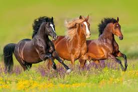 صور الخيول البرية Wild Horses Running Horses Running Horses