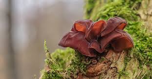 Mais sa capacité à prévenir la formation des cellules cancéreuses est certainement l'une des plus surprenantes. L Oreille De Judas Un Champignon Noir Aux Super Pouvoirs