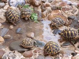 Les Points D Eau Habitat De La Tortue Enclos Tortue Tortue Terrestre