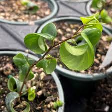 Image result for Ficus pygmaea