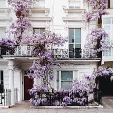 climbing wisteria in london london house beautiful buildings beautiful places