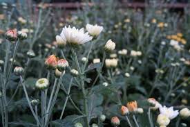 Image result for Chrysanthellum indicum