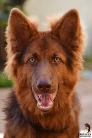 Black And Red German Shepherd Puppies For Sale In Nj Liver Colored German Shepherd In 2020 German Shepherd Dogs Terrier Puppies Dogs And Puppies