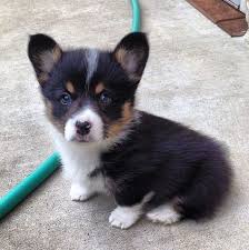 Adorable Black And White Corgi Puppy Black And White Pembroke Welsh Corgis Google Search