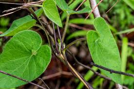 Image result for Riocreuxia