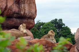 8 Largest Zoos In The World Canadian Animals Toronto Zoo State Parks