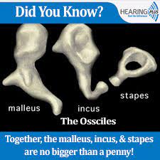 In fact all these three bones support the sound signal to transmit from ear drum to inner ear (cochlea). Hearing Plus On Twitter Did You Know Together The Malleus Incus Stapes Are No Bigger Than A Penny Didyouknow Didyouknowfact Ossicles Incus Malleus Stapes Humanear Innerear Https T Co Vjnaghgagl