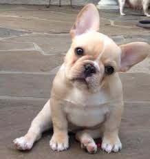 Fransiz Bulldog Kopegi Fransiz Bulldog Yavrulari Sevimli Kopek Yavrulari Bulldog Yavrulari