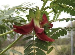 Image result for Craibia grandiflora