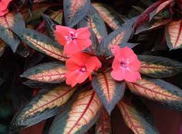 New guinea impatiens is similar to the traditional impatiens. New Guinea Impatiens Care How To Get The Best Blooms